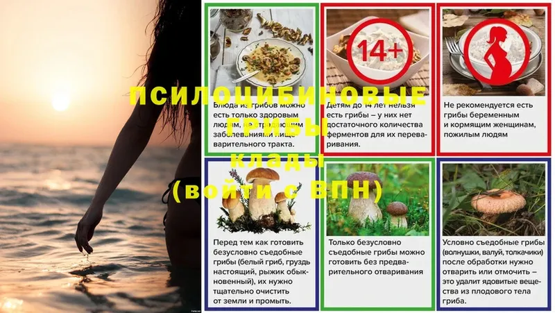 Псилоцибиновые грибы Psilocybe  где найти наркотики  omg ТОР  Семилуки 